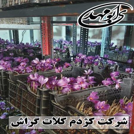 اطلاعاتی درباره کروسین درجه یک زعفران گلخانه ای