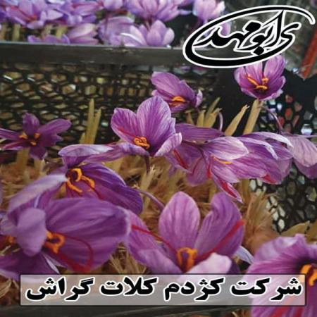 شرکت تولید کروسین one درجه یک زعفران قائنات