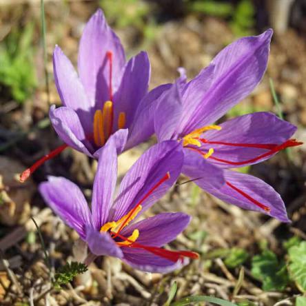 راهنمای خرید کروسین زعفران درجه یک ایرانی