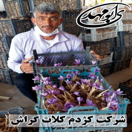 مرکز فروش زعفران گلخانه ای درجه یک گراش